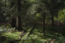 Ein dichter Wald mit moosbewachsenem Boden und farnbewachsenen Bereichen. Sonnenlicht fällt vereinzelt durch das Blätterdach.