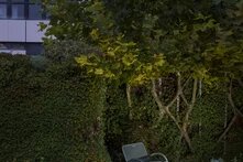 Eine grüne Bank steht vor einer mit Kletterpflanzen und Blumen bewachsenen Wand. Oben wächst ein Baum, dessen Laub das Bild teilweise überdeckt.