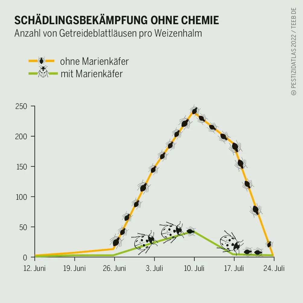 Pro Quadratmeter wachsen 600 Halme, auf denen Marienkäfer Blattläuse fressen können. Pestizide töten und verjagen diese Nützlinge Pestizidatlas Infografik: Anzahl von Getreideblattläusen pro Weizenhalm