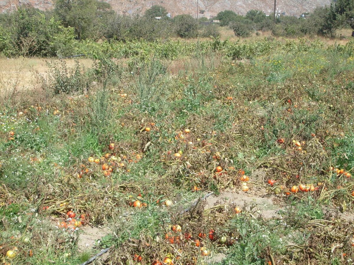 Tomatenfeld Tomatenfeld in Griechenland